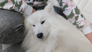 Lire la suite à propos de l’article Comprendre la colère du chien pour apprivoiser la sienne.