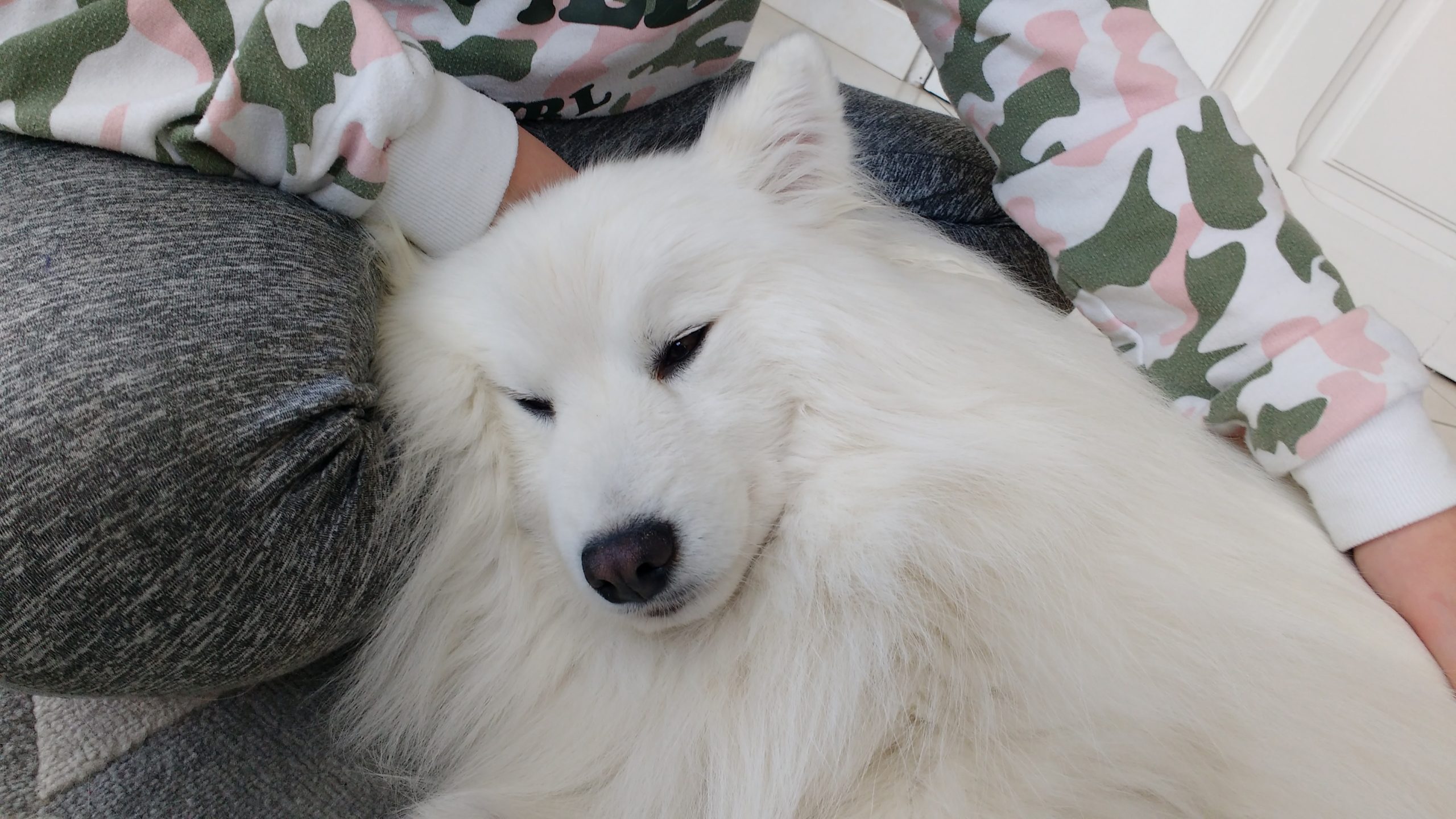 Lire la suite à propos de l’article Comprendre la colère du chien pour apprivoiser la sienne.
